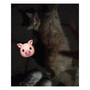 Meet your Posher, Baylee